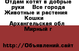 Отдам котят в добрые руки. - Все города Животные и растения » Кошки   . Архангельская обл.,Мирный г.